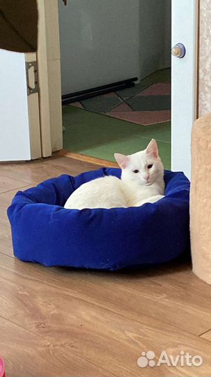 Кошка блогер съёмки рекламы