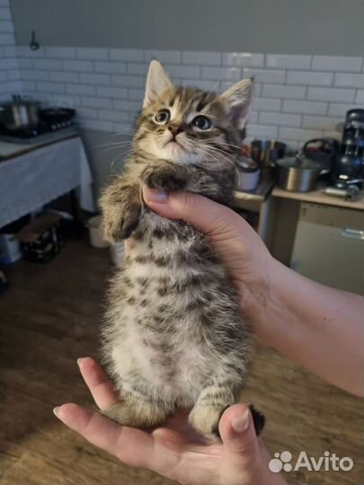 Кошки в добрые руки бесплатно