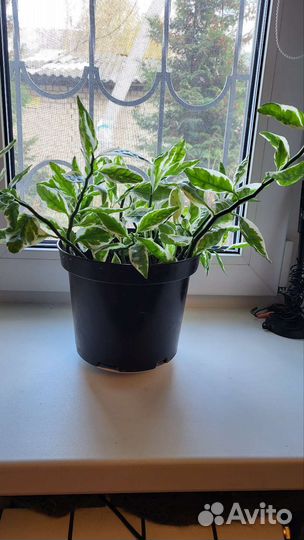 Бамбук пестролистный