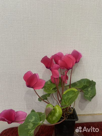 Комнатные цветы