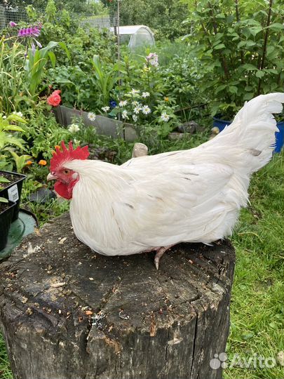Петухи молодые разного окраса