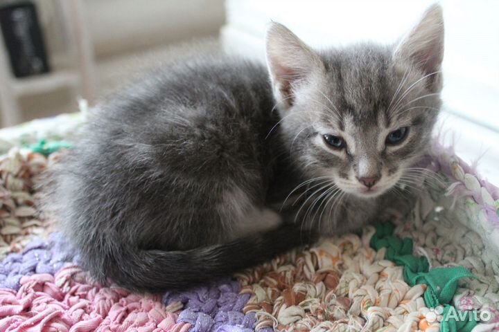 Отдаем котят