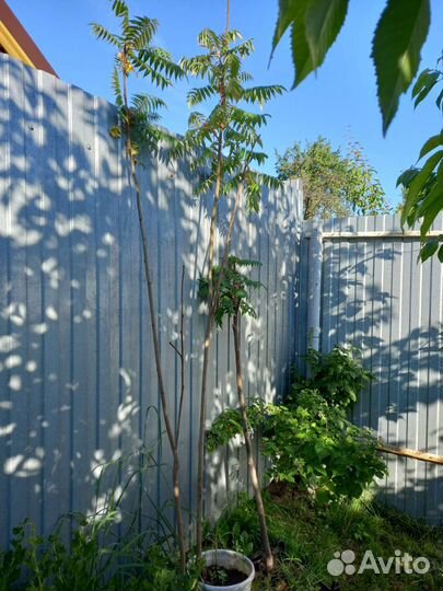 Саженцы сумах оленерогий