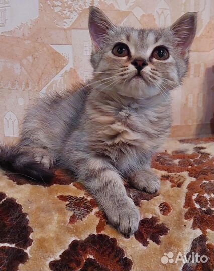 Котята бесплатно