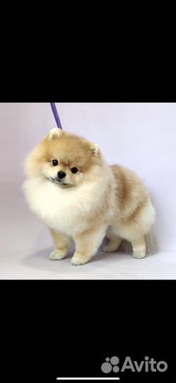 Померанский шпиц вязка