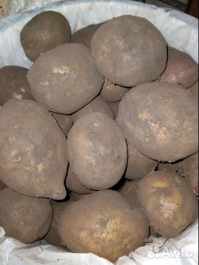 Продам картофель