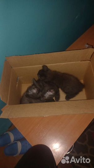 Котята в добрые руки 2 споловиной месяца