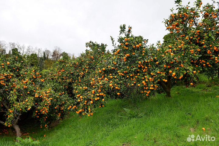 Абхазкий мандарин