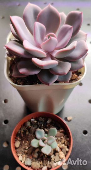 Суккуленты