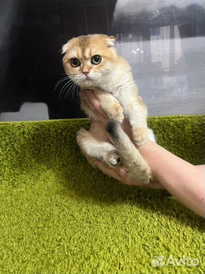 Золотые котята