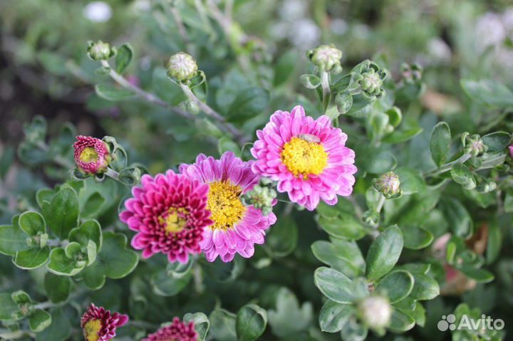 Цветы садовые и комнатные