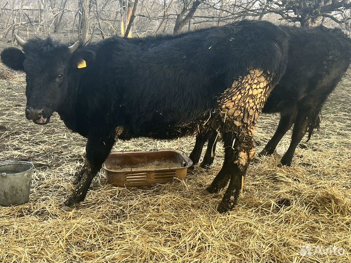 Продаются телки