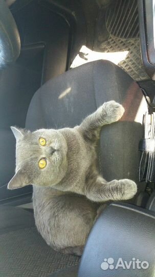 Кот для кошки бесплатно