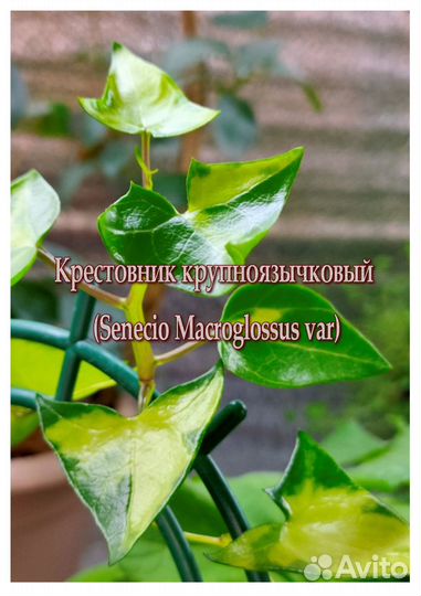 Крестовник 8 сортов. Цены в описании