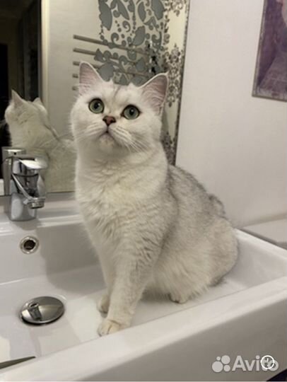 Котик - ns 1133(шиншилла поинт)