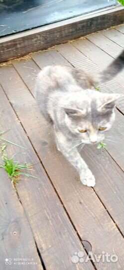 Кошка потеряшка