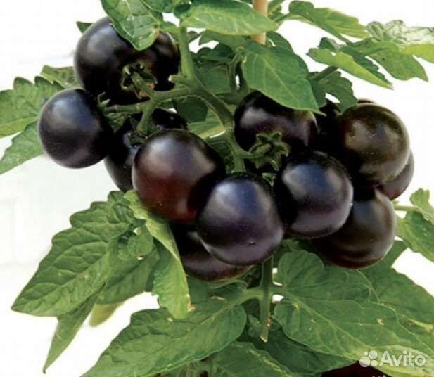 Рассада томата черри блэк патио