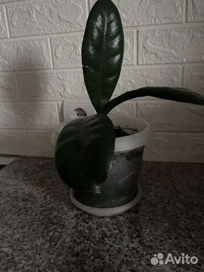 Фикус эластика робуста