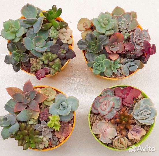 Садики суккулентов