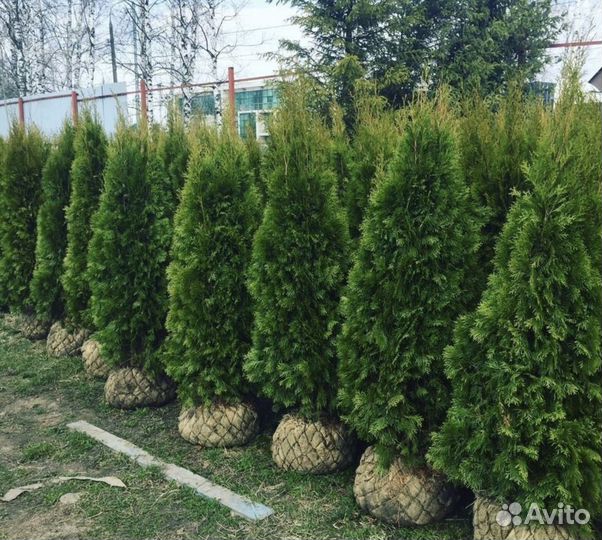 Туя готова к посадке,адаптированная