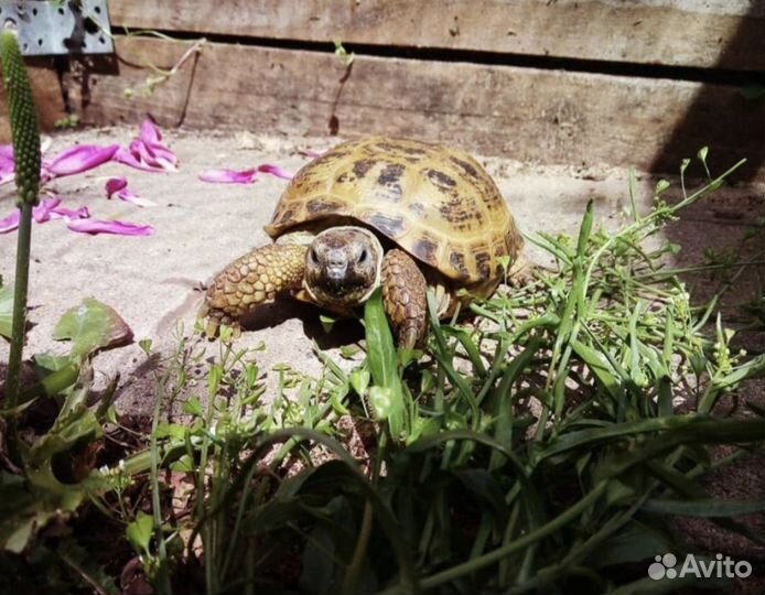 Консультация по содержанию сухопутной черепахи