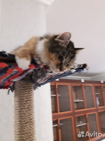 Передержка, зоогостиница для кошек и котов