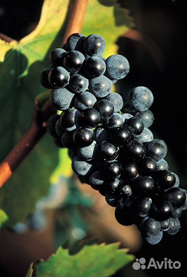 Саженцы винограда