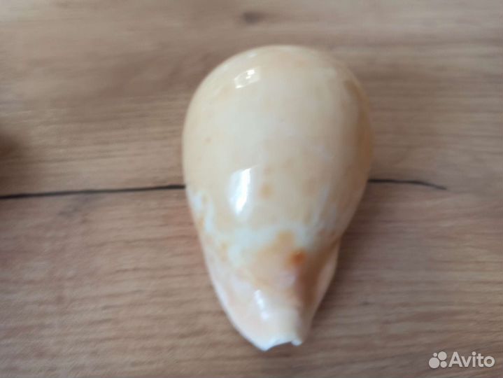 Морская раковина