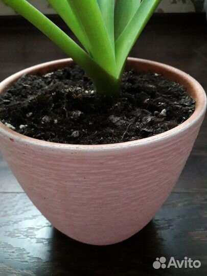 Лилия комнатная