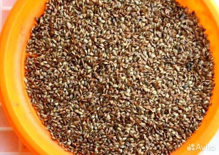 Семена ели обыкновенной