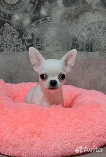 Мальчик блондин