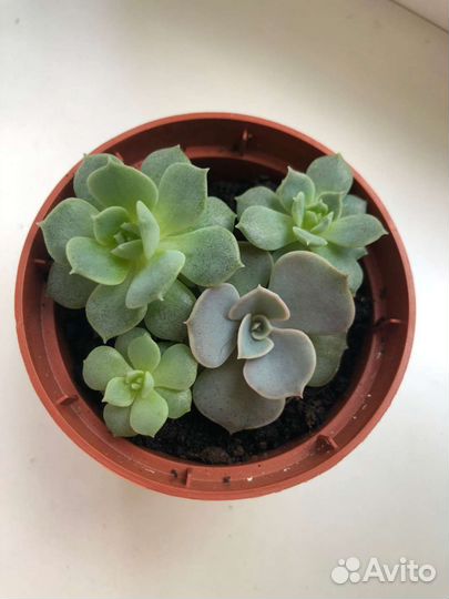 Эхеверии разные