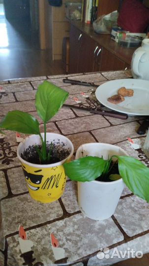 Спатифиллум