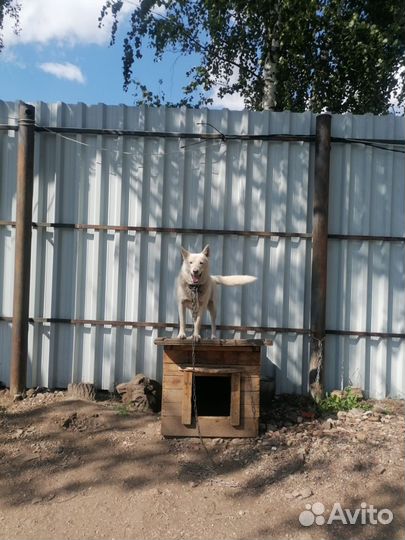 Собаки бесплатно в добрые руки