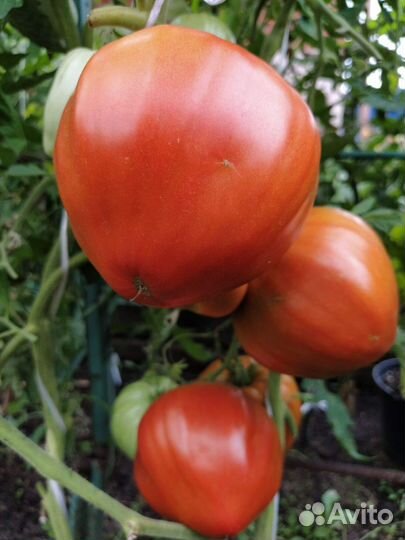 Семена томатов крупноплодных и экономических