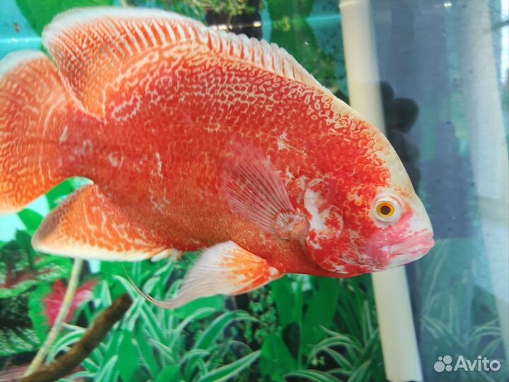 Астронотусы