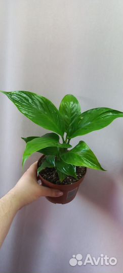 Спатифиллум шопен