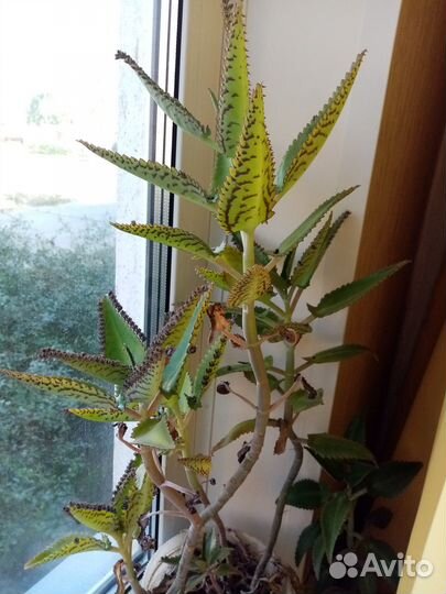 Продам цветы комнатные