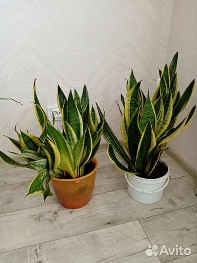 Комнатные цветы