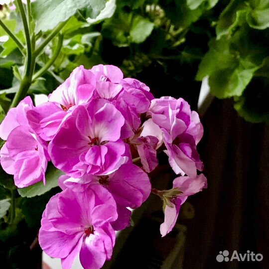 Пеларгония герань