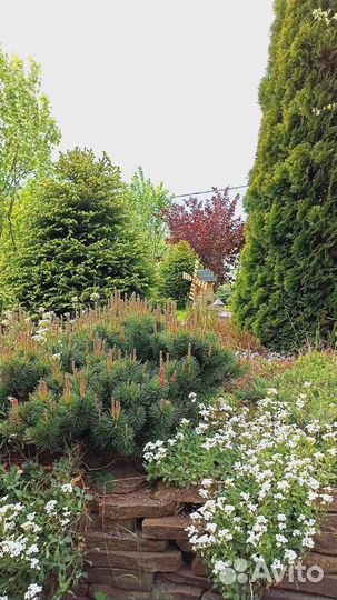 Растения для альпийской горки