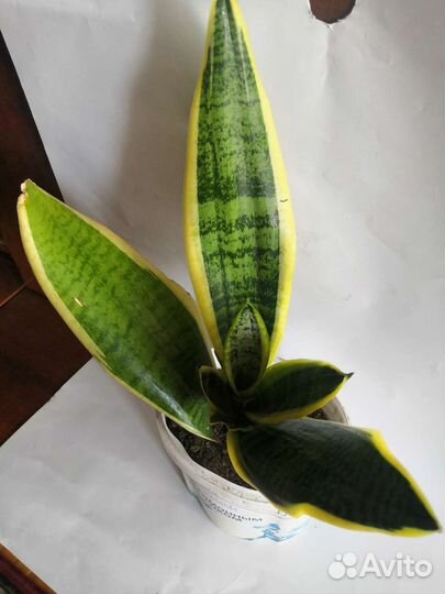 Сансевиерия