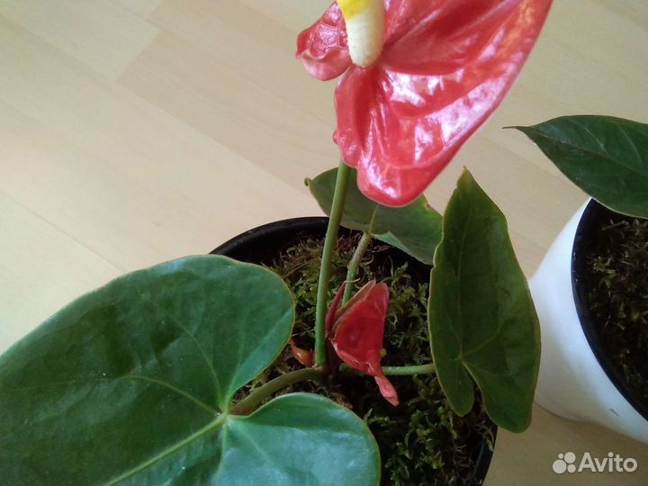 Шефлера, антуриум, фикусы