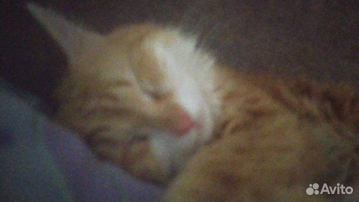 Кошки в добрые руки