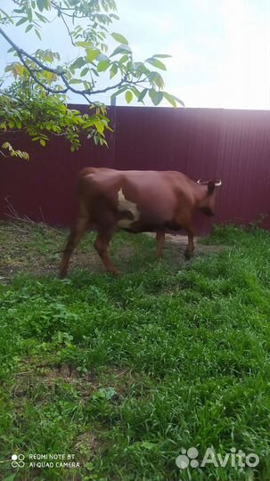 Корова дойная