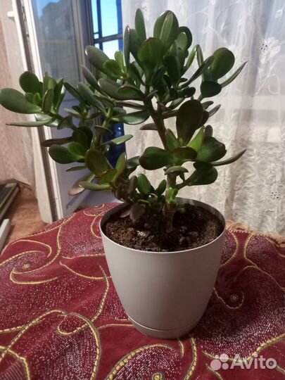 Денежное дерево толстянка