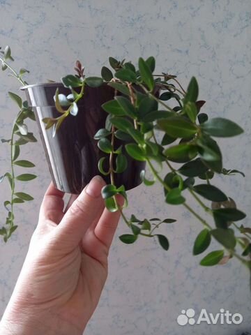 Комнатные растения