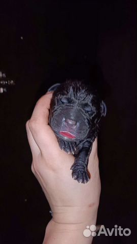 Щенки питбуля