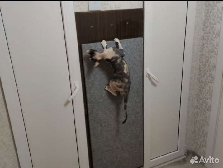 Когтеточки на заказ