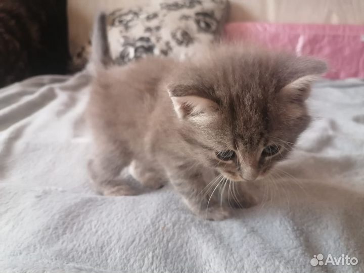 Котята ищут дом